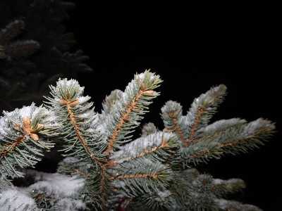松树上的雪