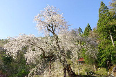 阿川康农哭泣樱桃