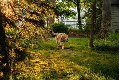 黄色拉布拉多寻回犬在后院玩耍