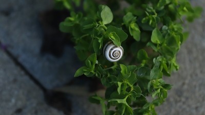 小蜗牛壳盖在漂亮的叶子纹理砖地板上。