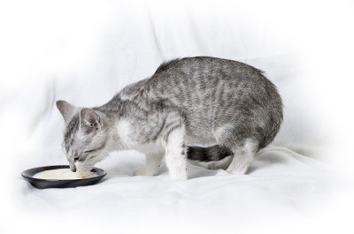 猫喝牛奶