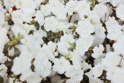 白色的杜鹃花盛开着。用作花的背景，图案或花的纹理。