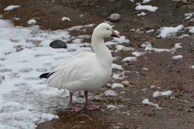 雪雁