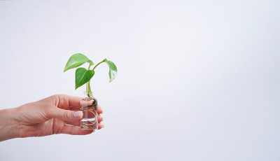 女性手持幼芽植物金盆花，Epipremnum aureum，魔鬼藤，常青藤魔芋，锡兰藤蔓与根玻璃瓶与