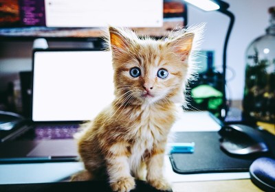 可爱的姜小猫在桌子上