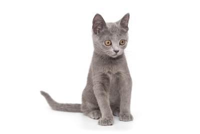 美丽的俄罗斯蓝小猫