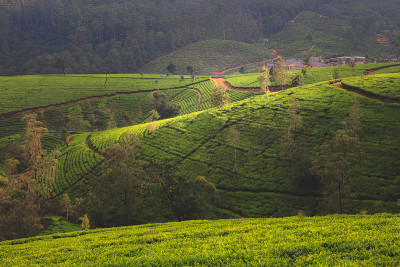 Nuwara Eliya Hills，斯里兰卡