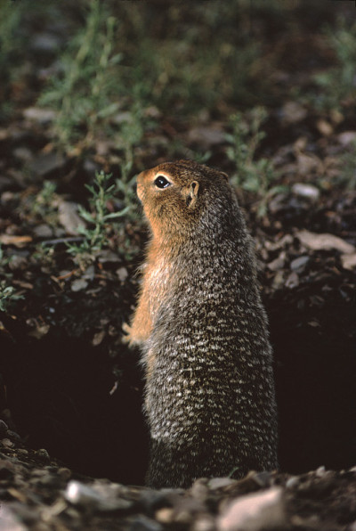 金毛地松鼠(callospermoophilus Lateralis)