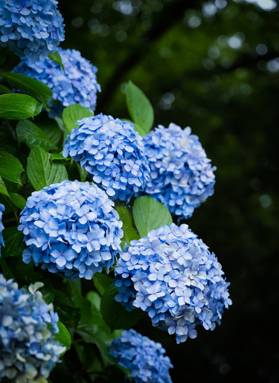 花在日本