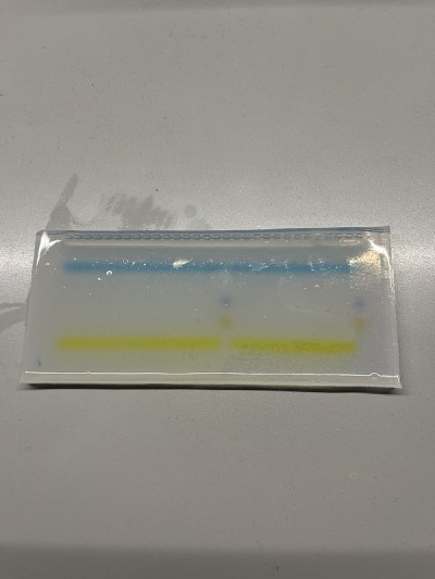 凝胶电泳后的DNA样本