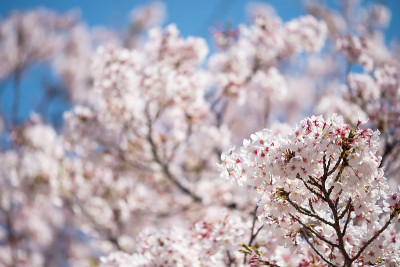 白色樱花，名古屋