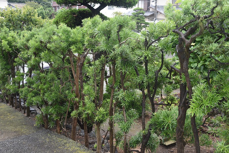 红豆杉、梅子松(大叶罗柏)的叶子和浆果。