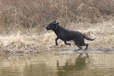 拉布拉多猎犬跳入水中。