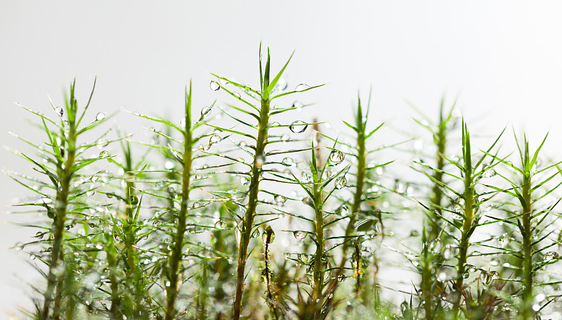 雨后青苔长