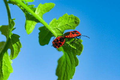 Bug-soldiers (Pyrrhocoris apterus)。在蓝色的天空背景下，甲虫士兵在