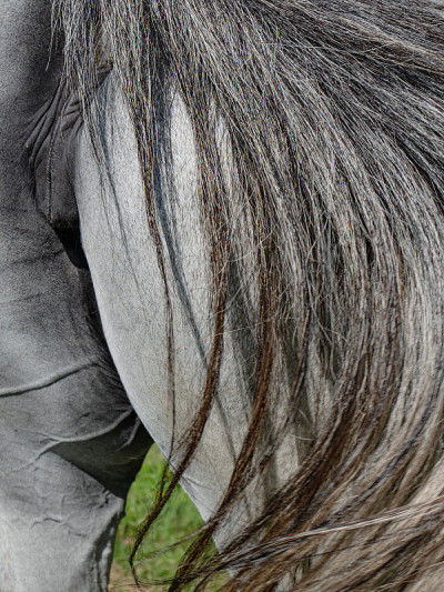 马尾巴和马屁股。白色虚线马