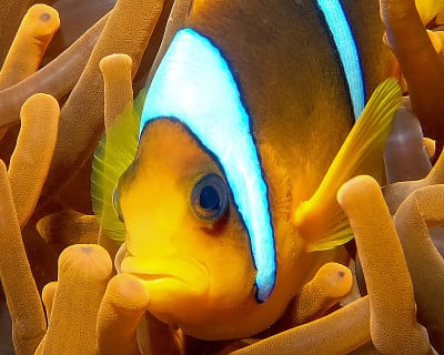 埃及的一种红海海葵鱼(海葵海葵属)