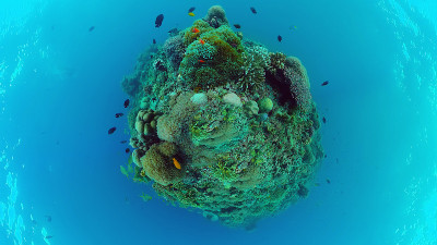 水下的珊瑚礁和热带鱼。保和Panglao、菲律宾
