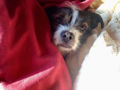 边境梗犬混合在床上