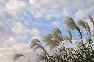 贾普奈斯潘帕斯草