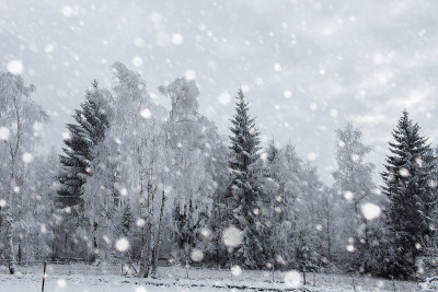 树被雪覆盖，山上下着大雪