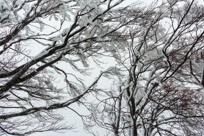 一棵被冰雪覆盖的树的树枝。