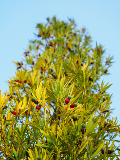Podocarpus or marmalade tree. Bright berries of un