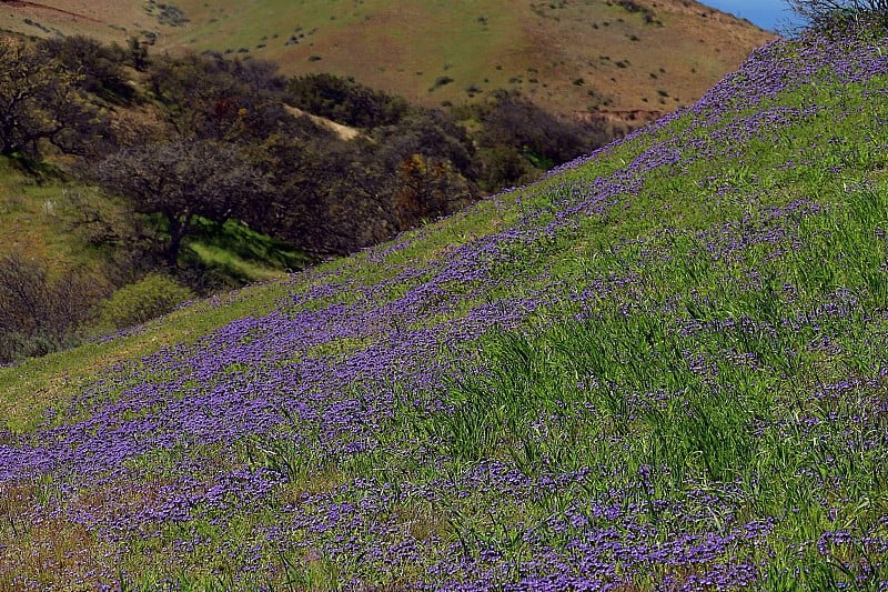 Wildflowers_3