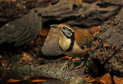 更大的民族Laughingthrush