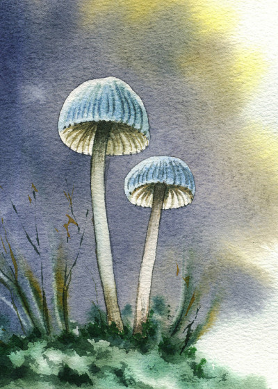 羊肚菌
