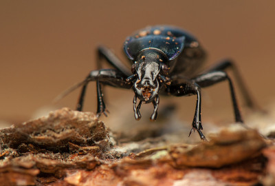 Carabus glabratus