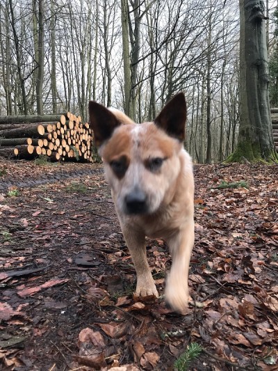 澳洲牧牛犬