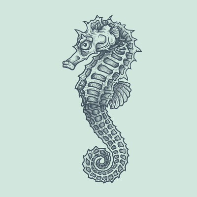 海马。