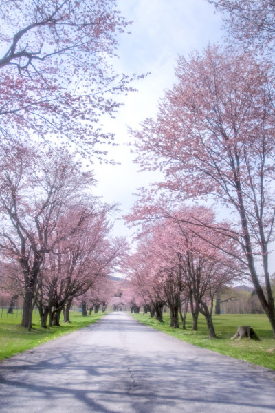 日本北海道的樱花。