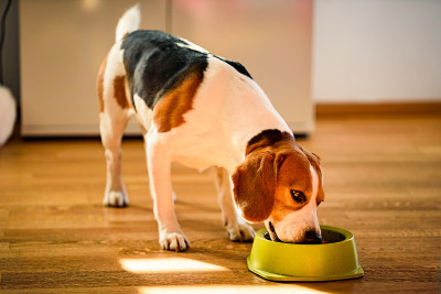 小猎犬在明亮的室内吃着碗里的罐头食品。