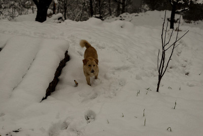 印度狗在大自然的雪地上奔跑和玩耍
