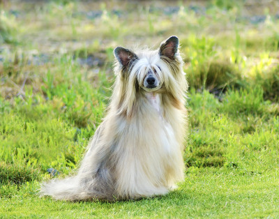 中国冠毛犬(粉扑犬)