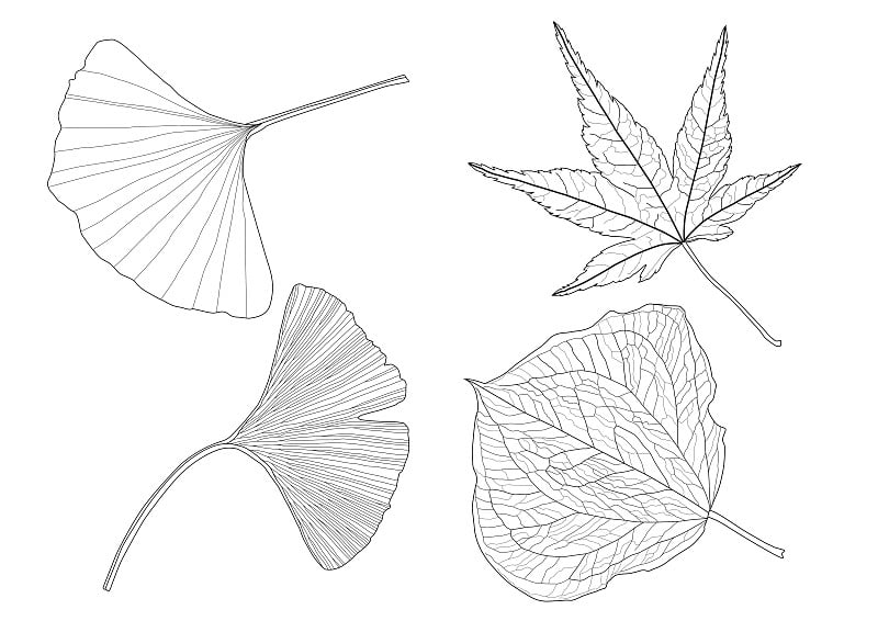 叶线单叶和叶图案黑色在白色背景上进行彩色装饰