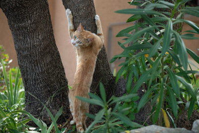 一只红色的猫和树皮