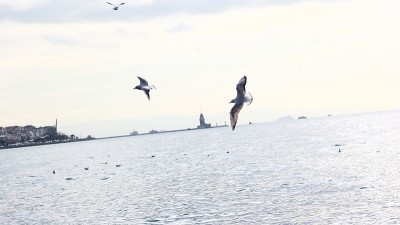 海鸥在天空中飞翔。海景。