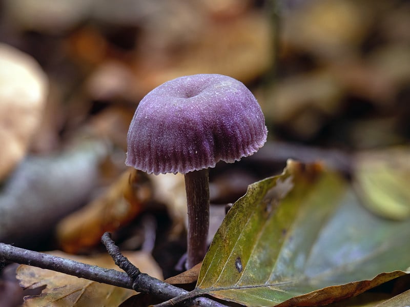 紫水晶骗子真菌