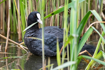 欧亚白骨顶(Fulica atra)，也被称为普通白骨顶，或澳大利亚白骨顶，是秧鸡科的一员。