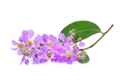 孤立在白色背景上的紫色花(大叶紫花)