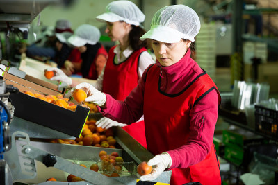 女人在校准收获的杏子