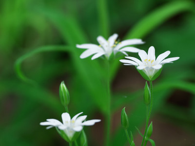 繁缕花