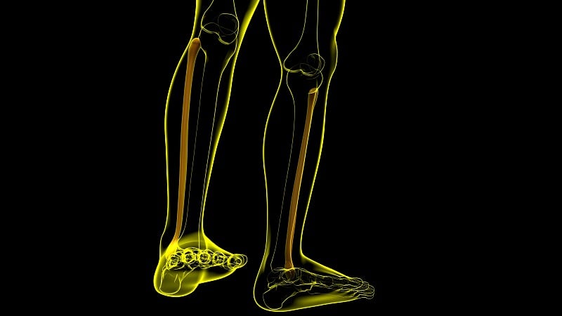 人体骨骼解剖腓骨三维渲染