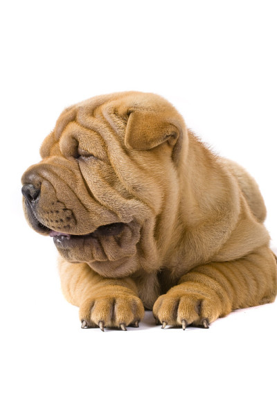 Sharpei狗