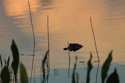 湖里的鳄鱼