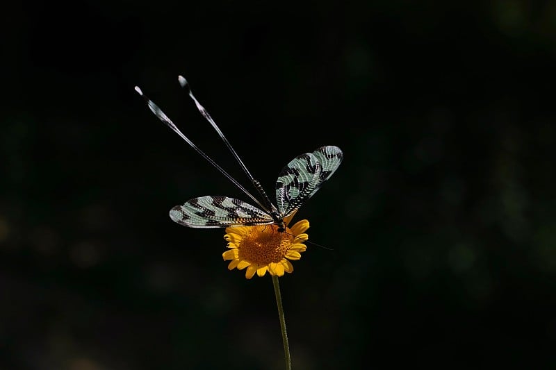 黄雏菊与昆虫