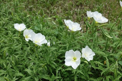 5月的一对白花